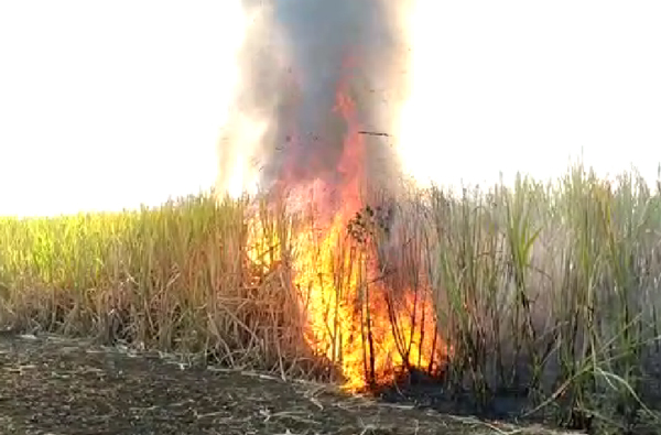 शॉट सर्कीटमुळे एकुर्गा येथे ४० एकरावरील ऊस जळून खाक